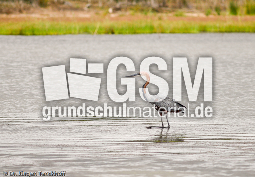 Purpurreiher (2 von 12).jpg